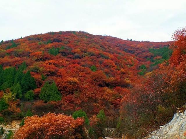 「红叶集」所到之处，无笔成诗，愿你的生活也能如红叶一般丰富