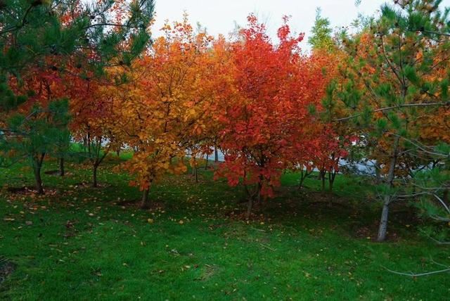 「红叶集」所到之处，无笔成诗，愿你的生活也能如红叶一般丰富