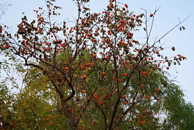 「红叶集」所到之处，无笔成诗，愿你的生活也能如红叶一般丰富