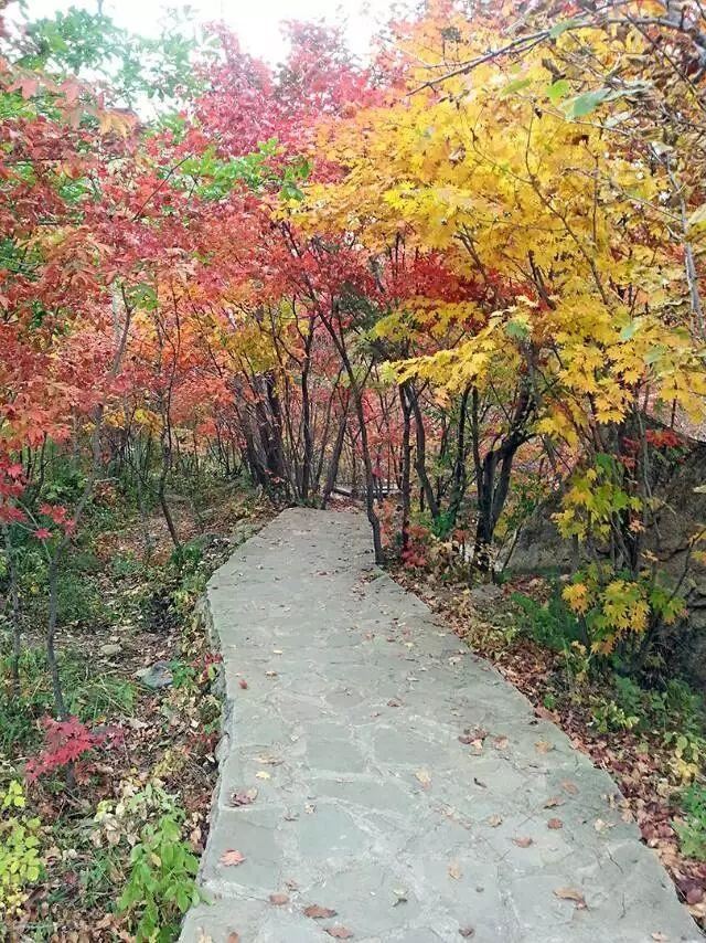 「红叶集」所到之处，无笔成诗，愿你的生活也能如红叶一般丰富