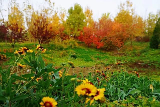 「红叶集」所到之处，无笔成诗，愿你的生活也能如红叶一般丰富