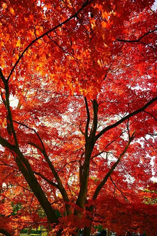 「红叶集」所到之处，无笔成诗，愿你的生活也能如红叶一般丰富