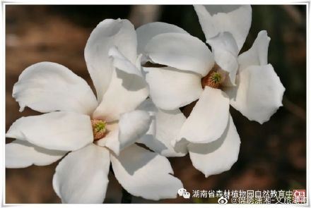 “网上游园，线上观花”湖南省森林植物园邀您云赏花