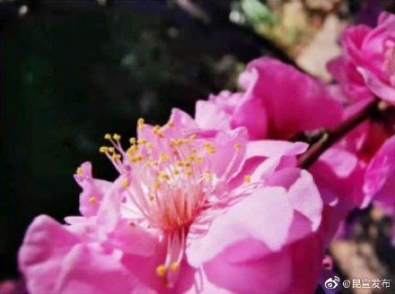 云赏花：错过了春景，这里有一大波春光在等你~