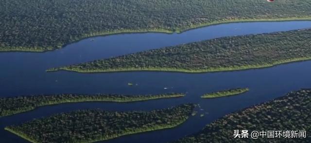 如果没有树木？