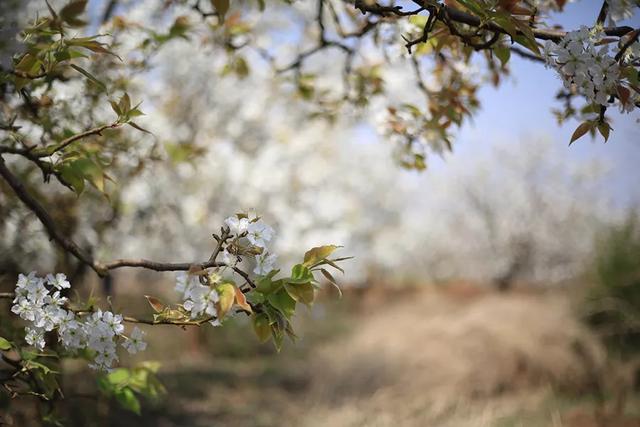 后疫情时代，京城春季最佳赏花“网红”地