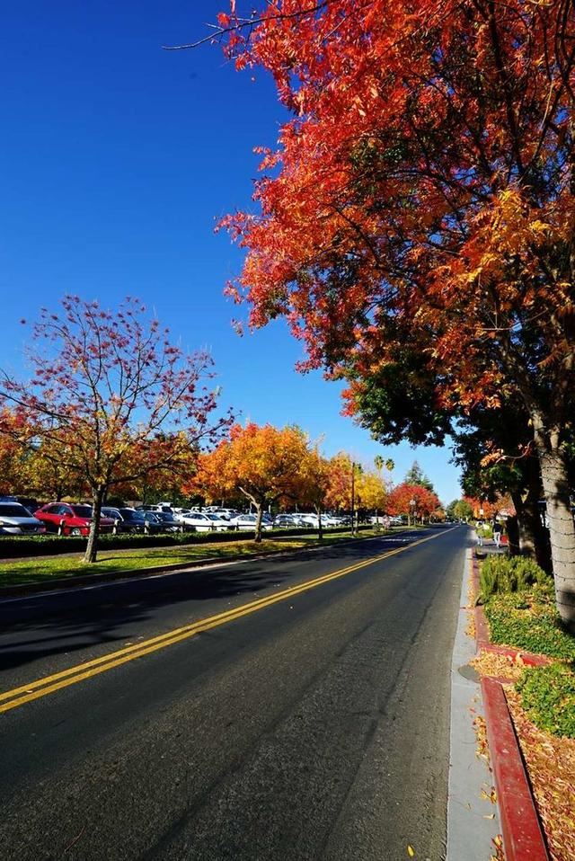 「红叶集」所到之处，无笔成诗，愿你的生活也能如红叶一般丰富