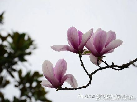 “网上游园，线上观花”湖南省森林植物园邀您云赏花