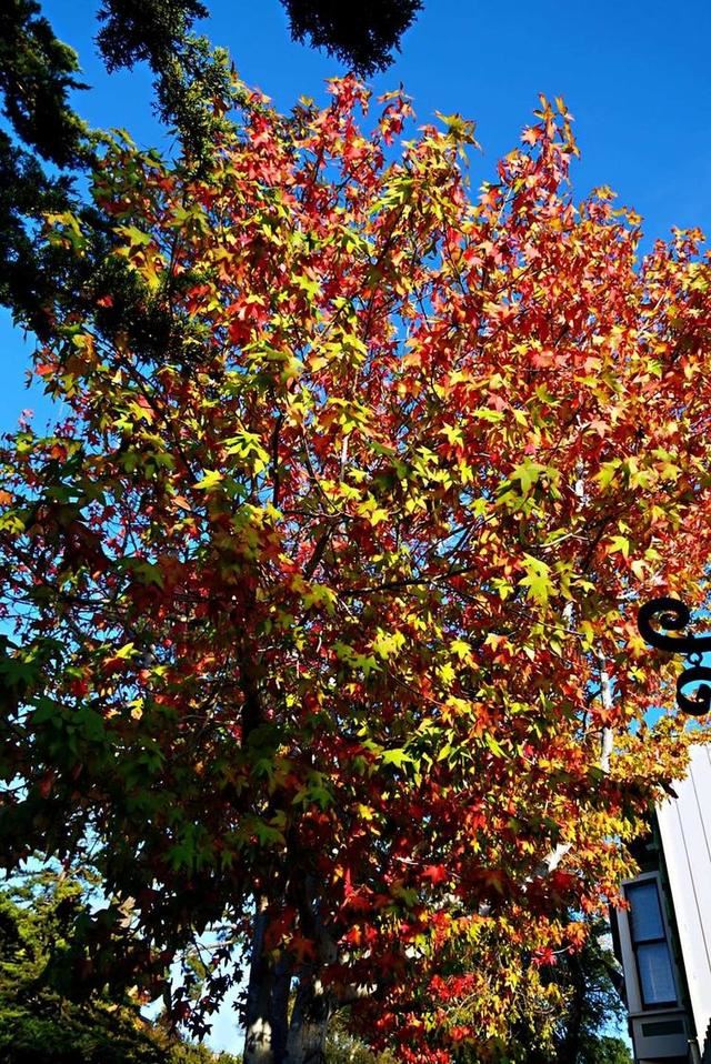 「红叶集」所到之处，无笔成诗，愿你的生活也能如红叶一般丰富