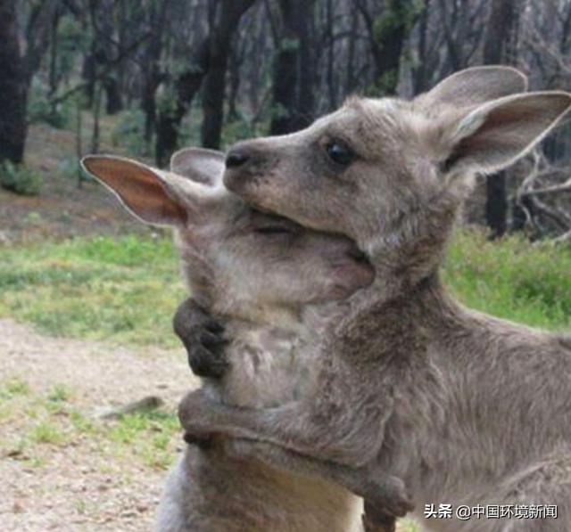 如果没有树木？