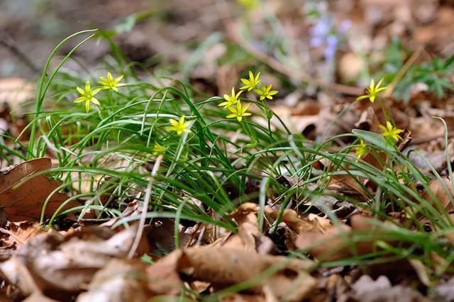 后疫情时代，京城春季最佳赏花“网红”地