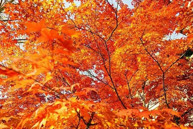 「红叶集」所到之处，无笔成诗，愿你的生活也能如红叶一般丰富