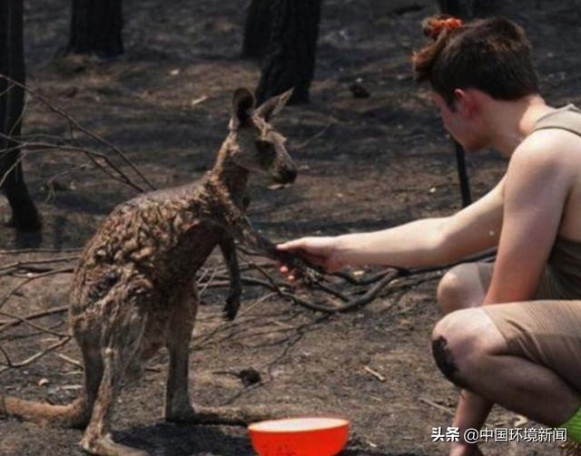 如果没有树木？