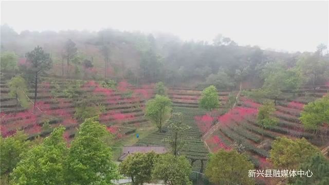 数千株桃花盛开，惊艳整个春天