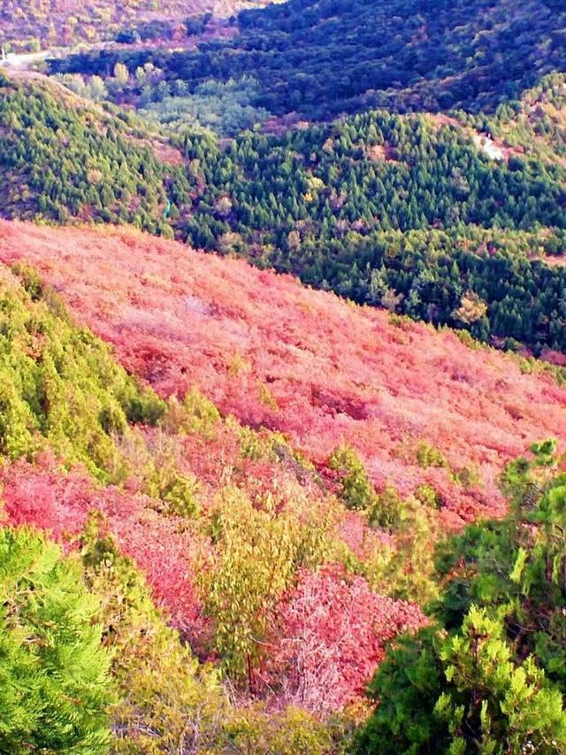 「红叶集」所到之处，无笔成诗，愿你的生活也能如红叶一般丰富