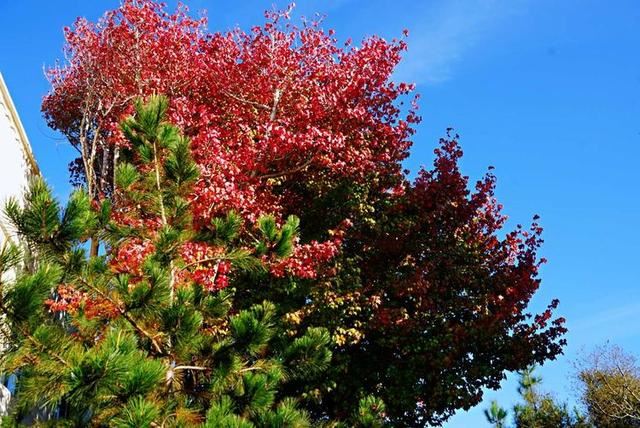 「红叶集」所到之处，无笔成诗，愿你的生活也能如红叶一般丰富