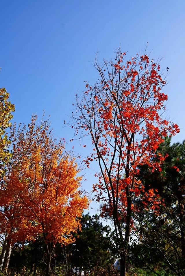 「红叶集」所到之处，无笔成诗，愿你的生活也能如红叶一般丰富