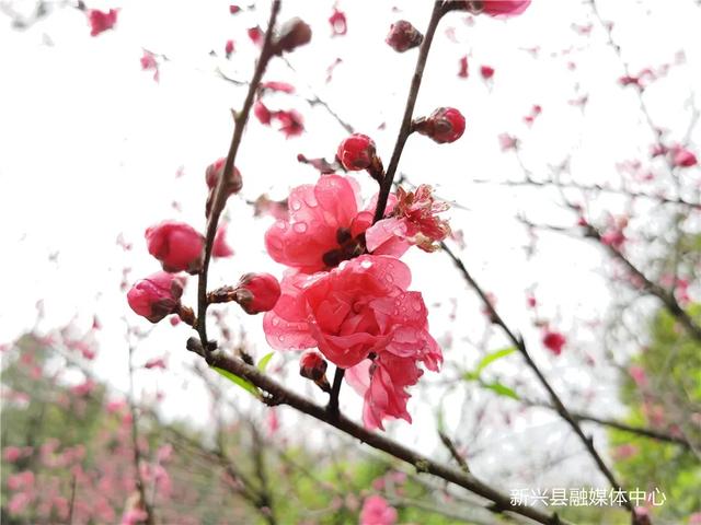 数千株桃花盛开，惊艳整个春天