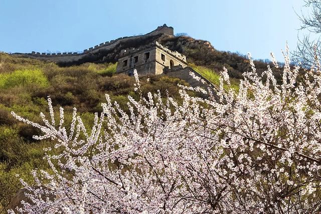 后疫情时代，京城春季最佳赏花“网红”地