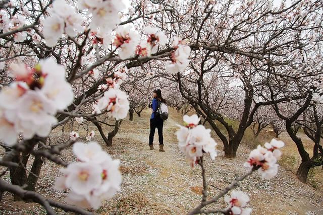后疫情时代，京城春季最佳赏花“网红”地