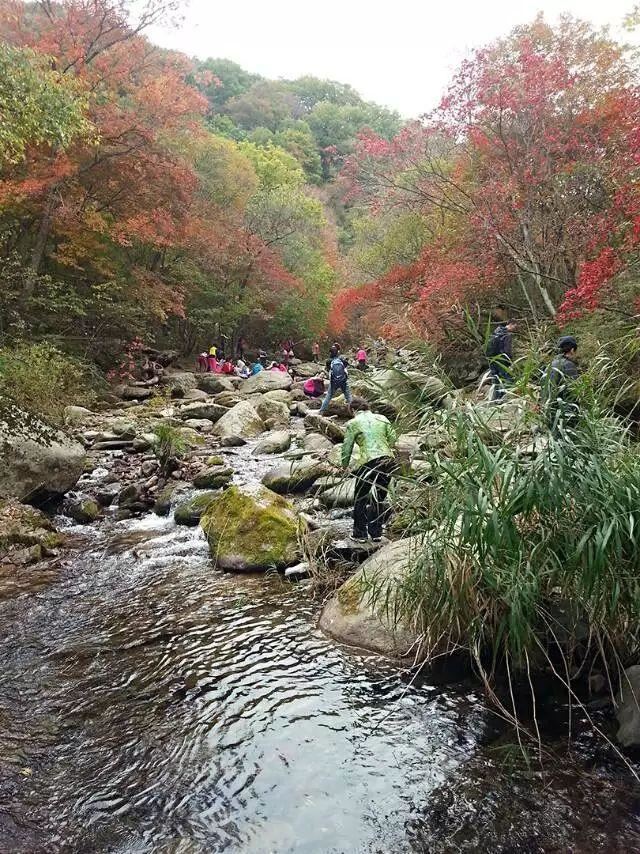 「红叶集」所到之处，无笔成诗，愿你的生活也能如红叶一般丰富