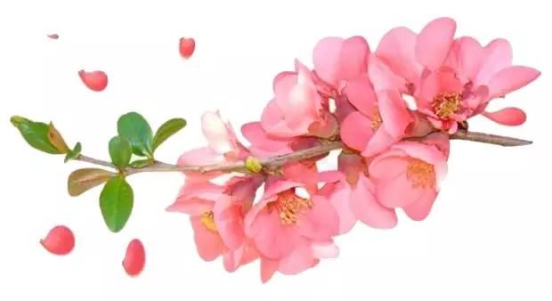 后疫情时代，京城春季最佳赏花“网红”地