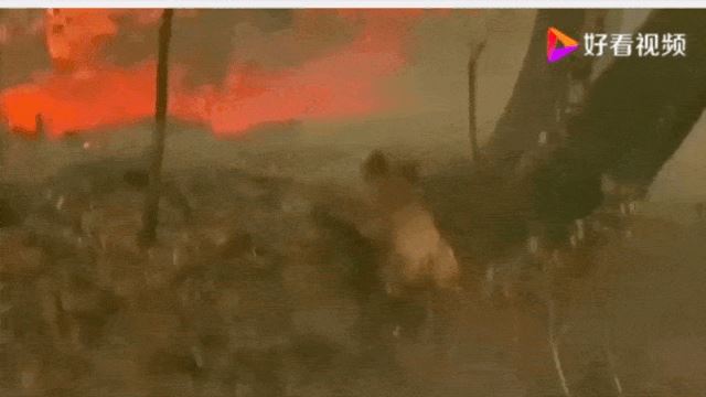 如果没有树木？