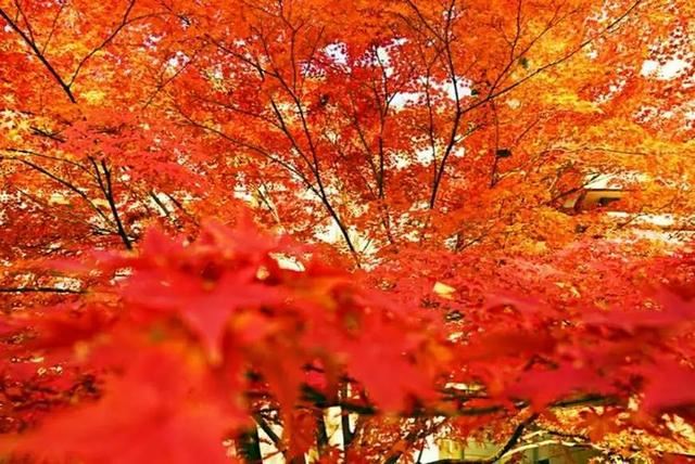 「红叶集」所到之处，无笔成诗，愿你的生活也能如红叶一般丰富
