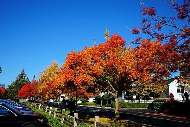 「红叶集」所到之处，无笔成诗，愿你的生活也能如红叶一般丰富