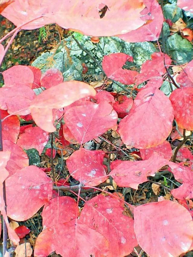 「红叶集」所到之处，无笔成诗，愿你的生活也能如红叶一般丰富