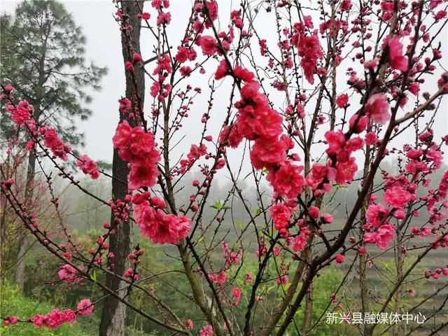 数千株桃花盛开，惊艳整个春天