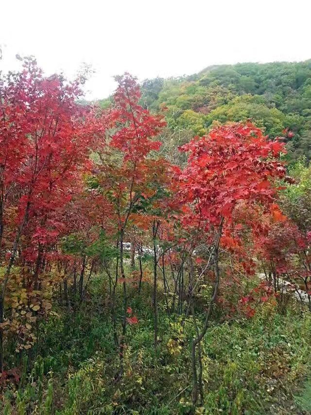 「红叶集」所到之处，无笔成诗，愿你的生活也能如红叶一般丰富