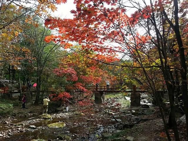 「红叶集」所到之处，无笔成诗，愿你的生活也能如红叶一般丰富