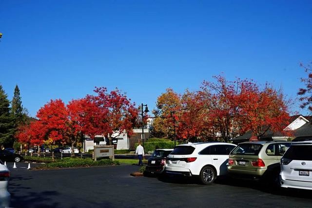 「红叶集」所到之处，无笔成诗，愿你的生活也能如红叶一般丰富