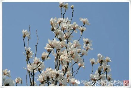 “网上游园，线上观花”湖南省森林植物园邀您云赏花