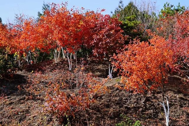 「红叶集」所到之处，无笔成诗，愿你的生活也能如红叶一般丰富