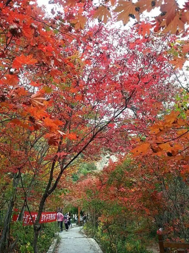 「红叶集」所到之处，无笔成诗，愿你的生活也能如红叶一般丰富