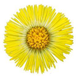 后疫情时代，京城春季最佳赏花“网红”地