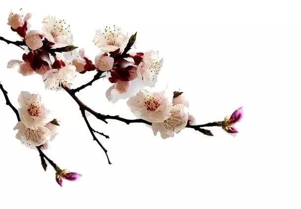 后疫情时代，京城春季最佳赏花“网红”地