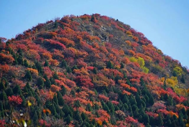 「红叶集」所到之处，无笔成诗，愿你的生活也能如红叶一般丰富