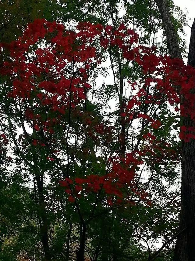 「红叶集」所到之处，无笔成诗，愿你的生活也能如红叶一般丰富