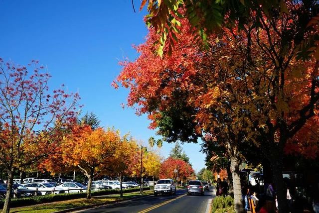 「红叶集」所到之处，无笔成诗，愿你的生活也能如红叶一般丰富