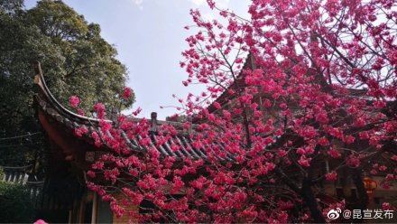 云赏花：错过了春景，这里有一大波春光在等你~