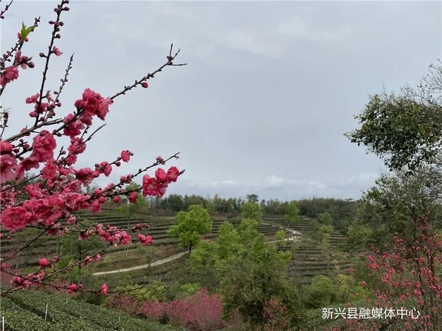 数千株桃花盛开，惊艳整个春天