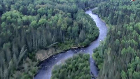 如果没有树木？