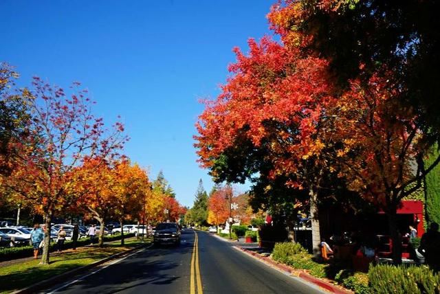 「红叶集」所到之处，无笔成诗，愿你的生活也能如红叶一般丰富