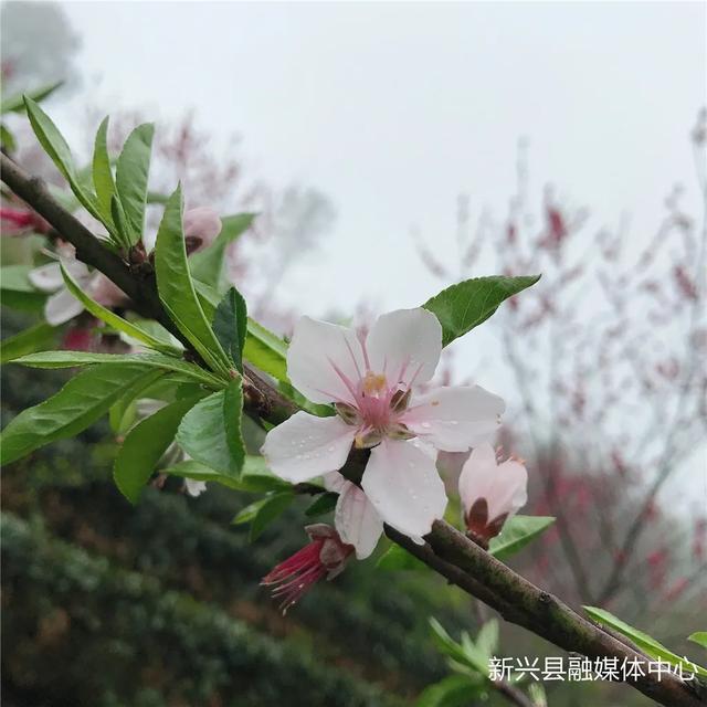 数千株桃花盛开，惊艳整个春天