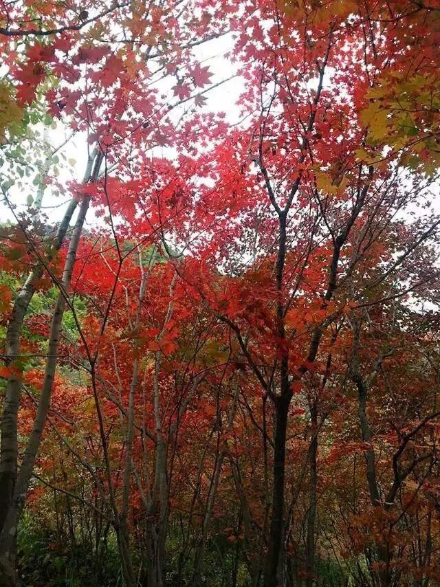 「红叶集」所到之处，无笔成诗，愿你的生活也能如红叶一般丰富