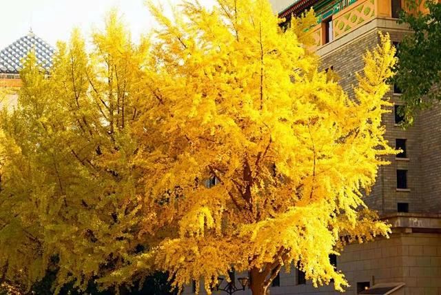 「红叶集」所到之处，无笔成诗，愿你的生活也能如红叶一般丰富