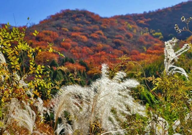 「红叶集」所到之处，无笔成诗，愿你的生活也能如红叶一般丰富